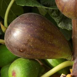 Ficus carica Brown Turkey